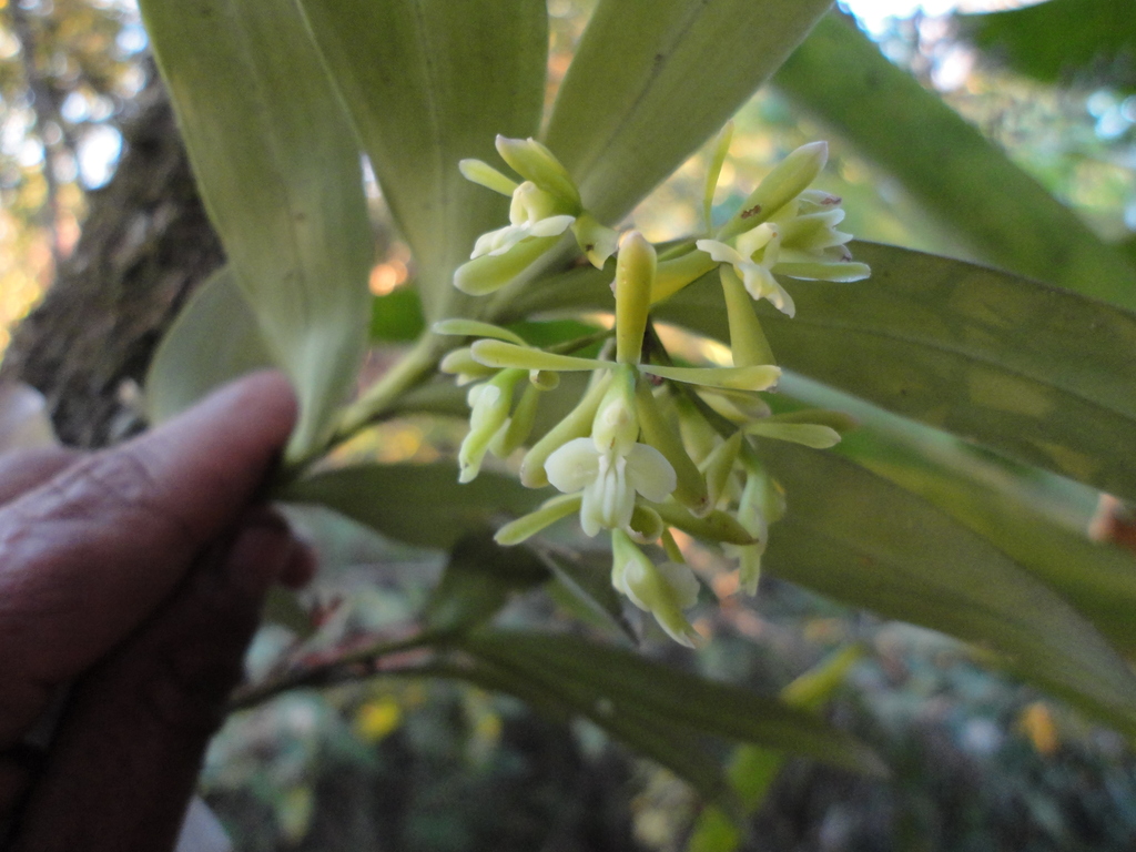 Epidendrum chlorops Rchb.f.