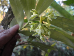 Epidendrum chlorops