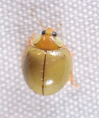 Paraneda viridescens