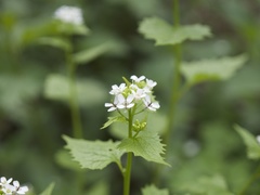 Alliaria petiolata