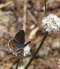 Euphilotes enoptes bayensis