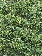 Ficaria verna