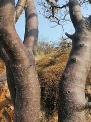 Bursera linanoe