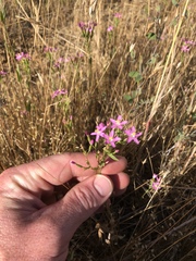 Zeltnera muehlenbergii