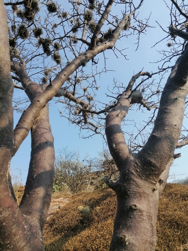 Bursera linanoe, photograph 6