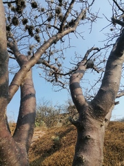 Bursera linanoe