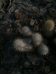 Mammillaria dixanthocentron