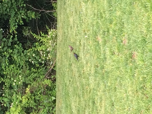 photo of Brown-headed Cowbird (Molothrus ater)