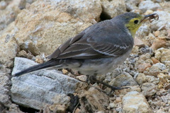 Motacilla citreola