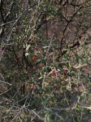 Castela erecta