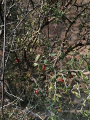 Castela erecta