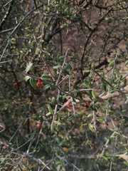 Castela erecta