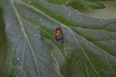 Thaumatomyia rubida