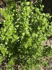 Aceria baccharipha
