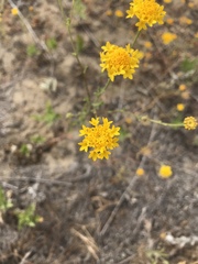 Chaenactis glabriuscula glabriuscula