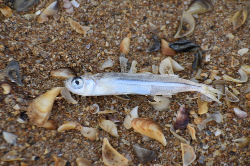 Caspian Sand Smelt