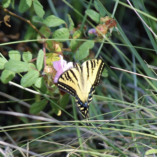 iNaturalist observation photo of Western Tiger Swallowtail