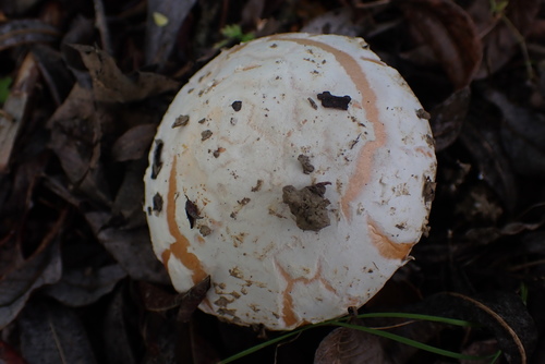 iNaturalist observation photo of springtime amanita