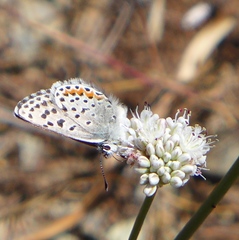 Euphilotes enoptes bayensis