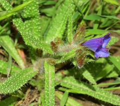 Echium creticum granatense