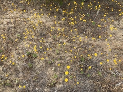 Chaenactis glabriuscula glabriuscula