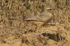 Anthus similis