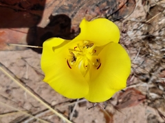 Calochortus aureus