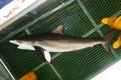 Carcharhinus falciformis