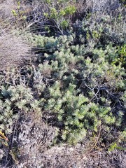 Leucospermum tomentosum