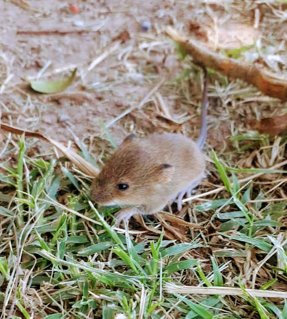 Argentinian Rats South American Mice and Rats from Puerto Madero, CABA, Argentina on ...