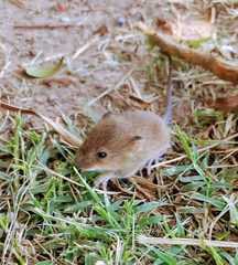 Oligoryzomys longicaudatus