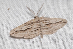 Ecleora solieraria