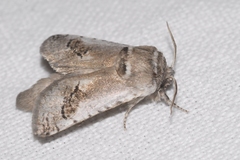 Parahypopta caestrum