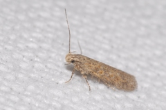 Scrobipalpa instabilella