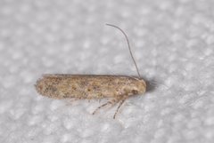 Scrobipalpa instabilella