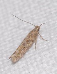 Scrobipalpa instabilella