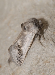 Parahypopta caestrum