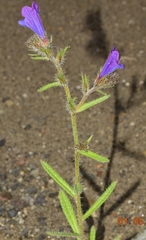 Echium creticum granatense