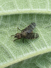 Platystoma seminationis