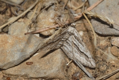 Ecleora solieraria