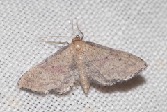 Idaea infirmaria