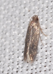 Telphusa cistiflorella