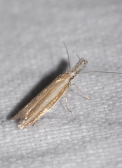 Pleurota aristella