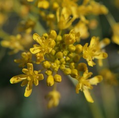 Isatis tinctoria