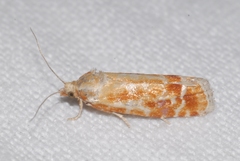 Rhyacionia buoliana