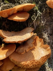 Gymnopilus