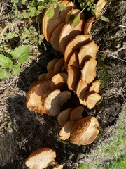 Gymnopilus