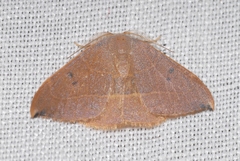 Watsonalla uncinula