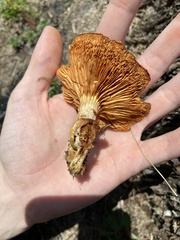 Gymnopilus