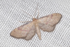 Idaea infirmaria